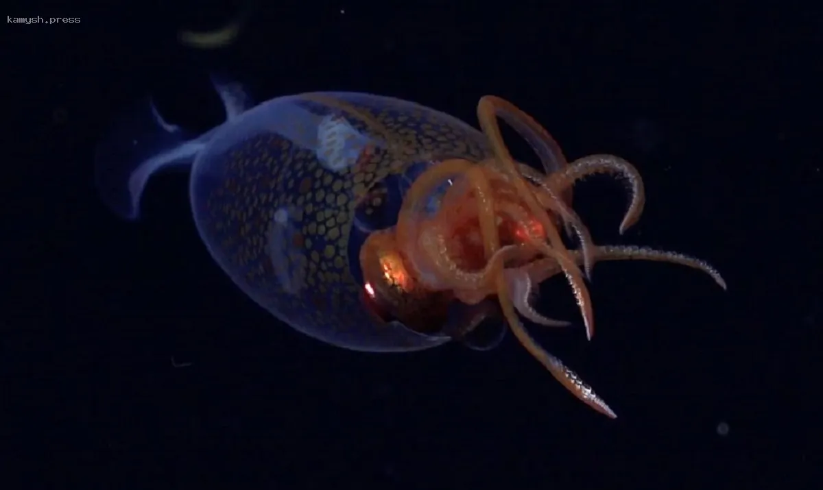 Впервые в истории: гигантский кальмар Mesonychoteuthis hamiltoni запечатлен в естественной среде обитания