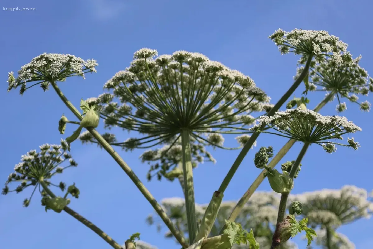 В Пермском крае предложили инновационный подход к борьбе с борщевиком