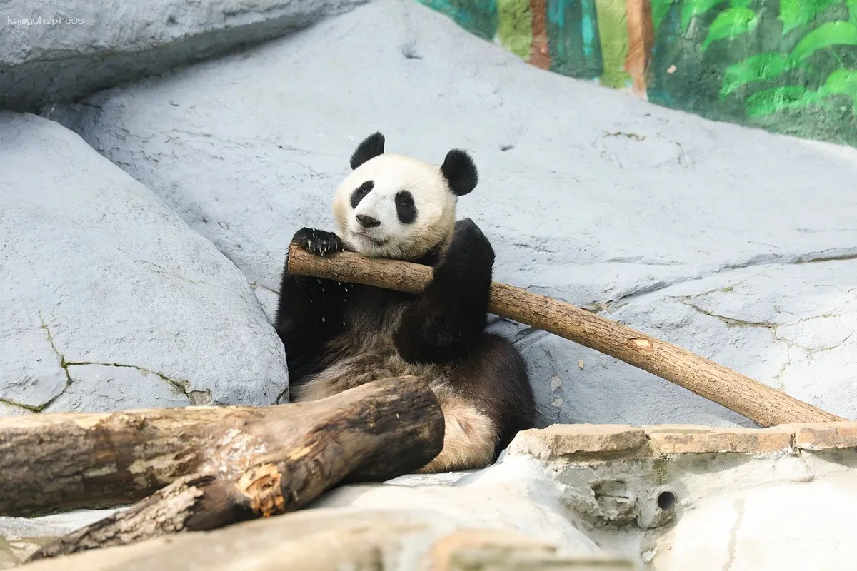 Панда Катюша из Московского зоопарка переехала в новый вольер