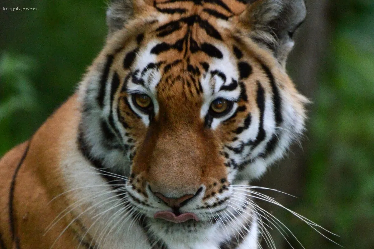 Мишустин утвердил перечень животных, запрещенных к содержанию в домашних условиях