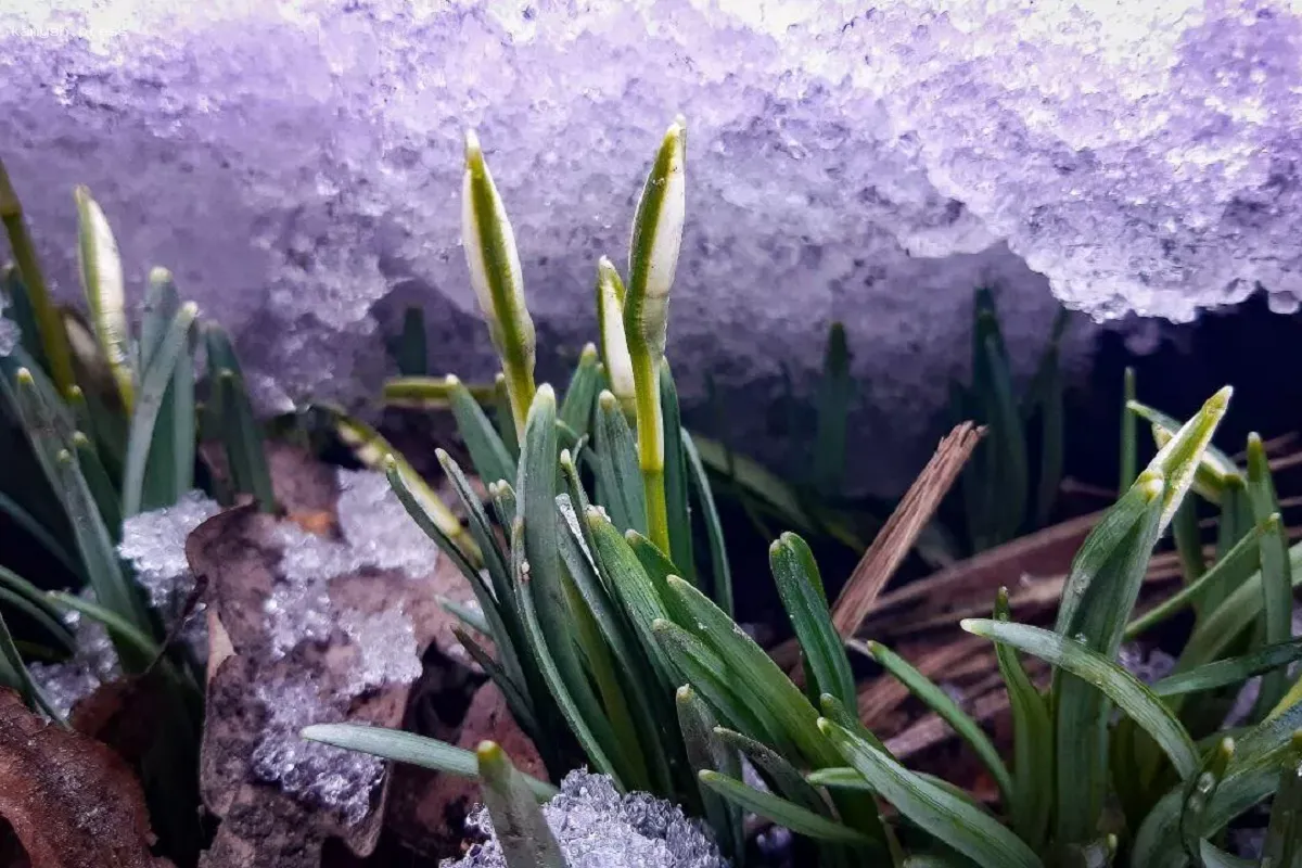 Весна в Удмуртии наступила на две недели раньше привычного срока