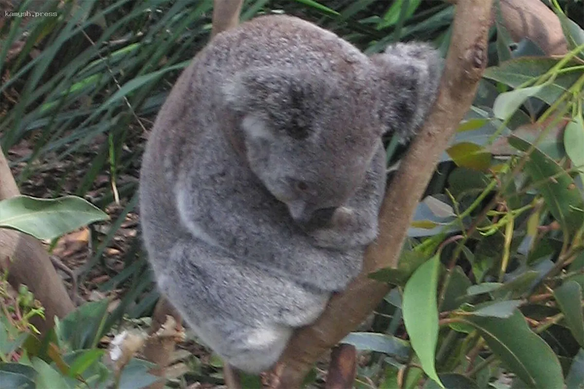 Австралийские власти оправдываются за массовый отстрел более 700 коал