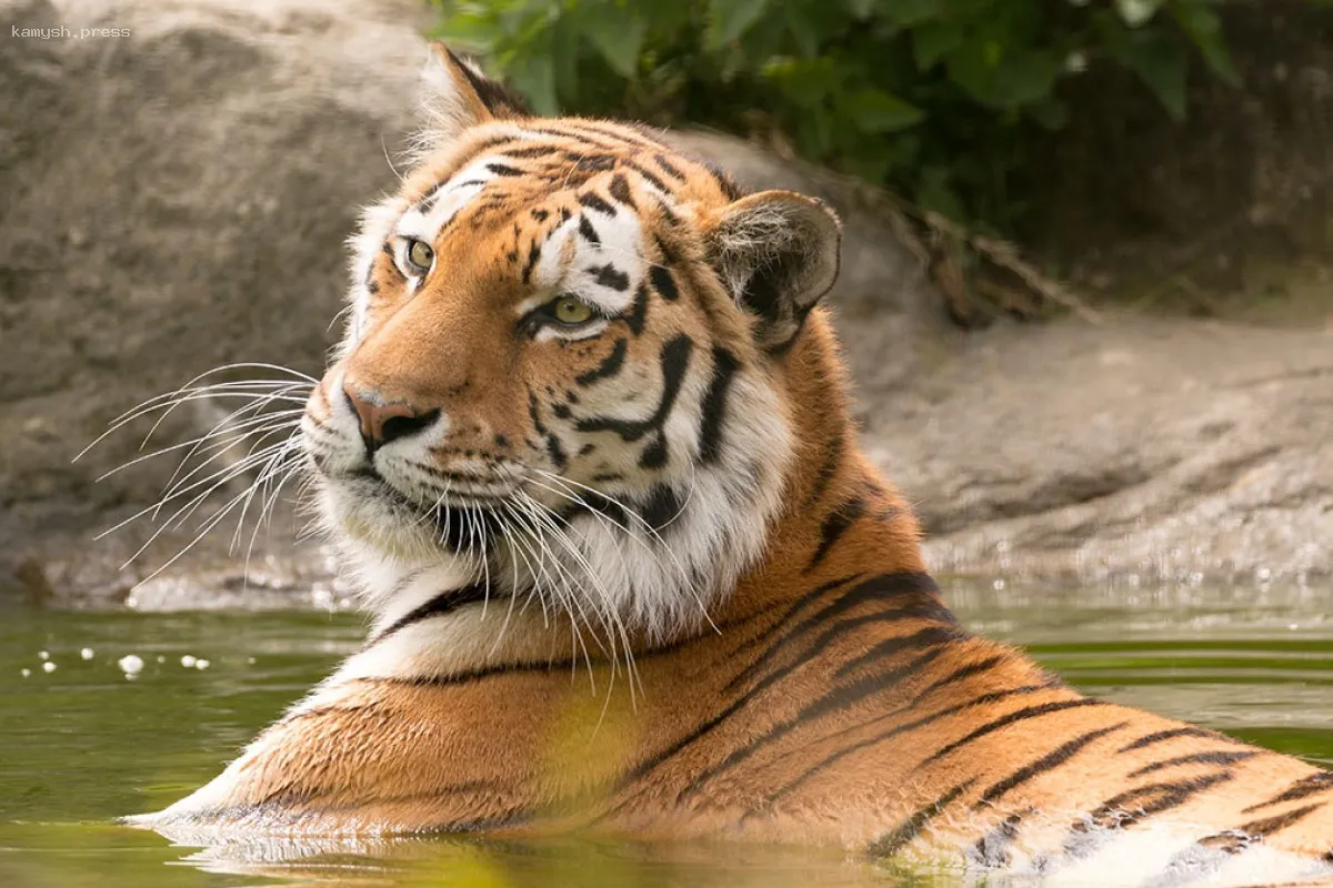 В Индии тигр напал на женщину, собиравшую цветы, и убил её