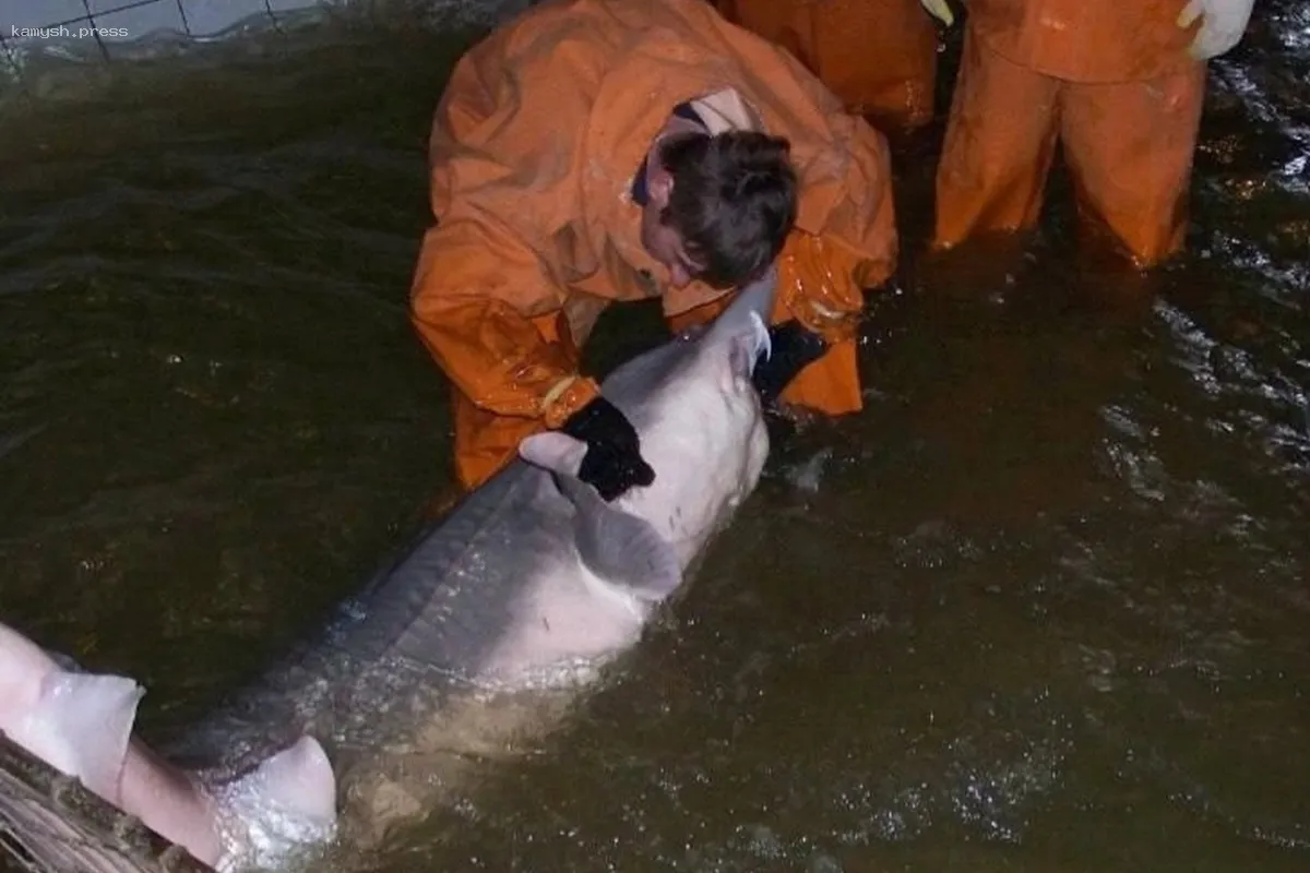 В Астраханской области стартует программа по восстановлению популяции диких осетров