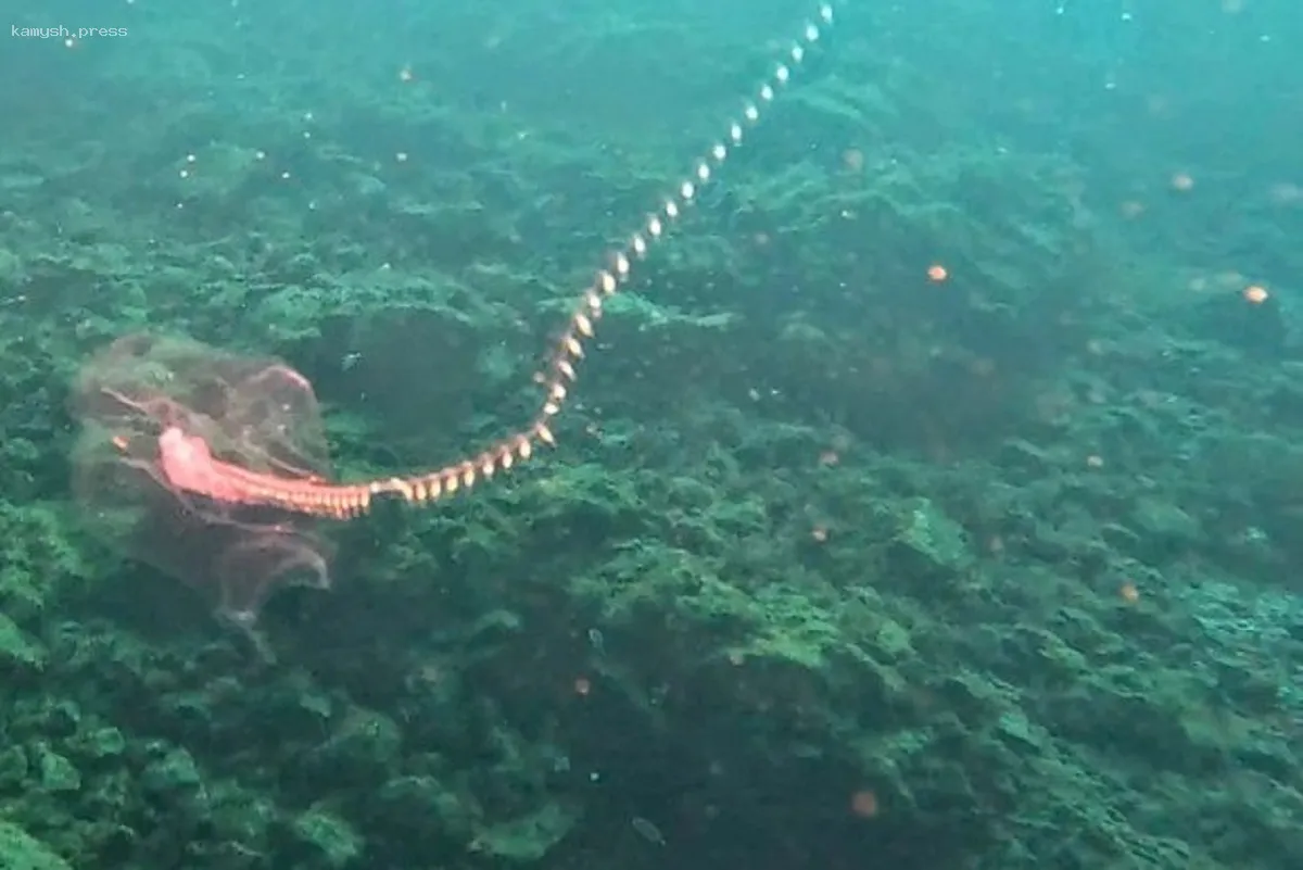 Биолог обнаружил 50-метрового хищника с опасным ядом у берегов Европы