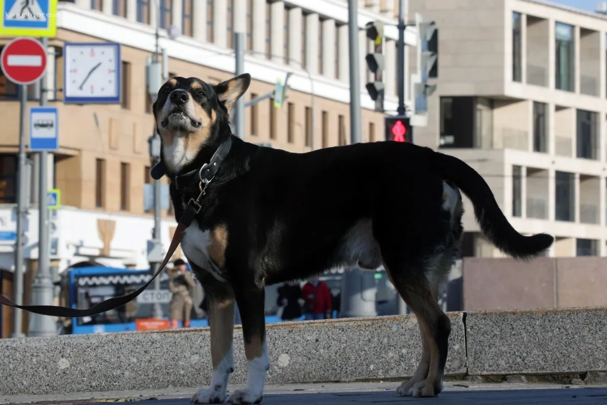 В Петербурге хозяин собаки, укусившей двоих человек, проведет 15 суток под стражей