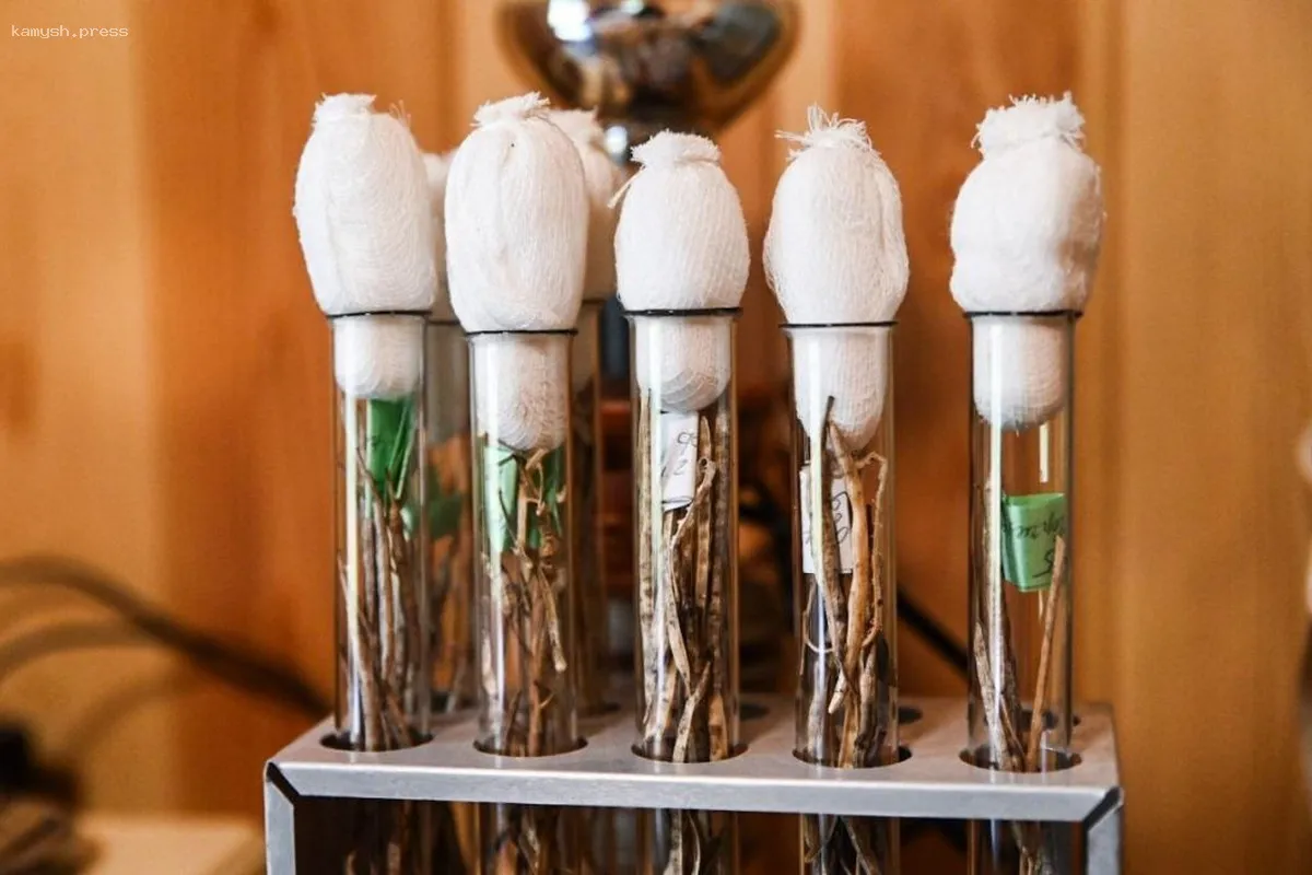 Резкие температурные колебания в Тюменской области способствовали уничтожению вредителей