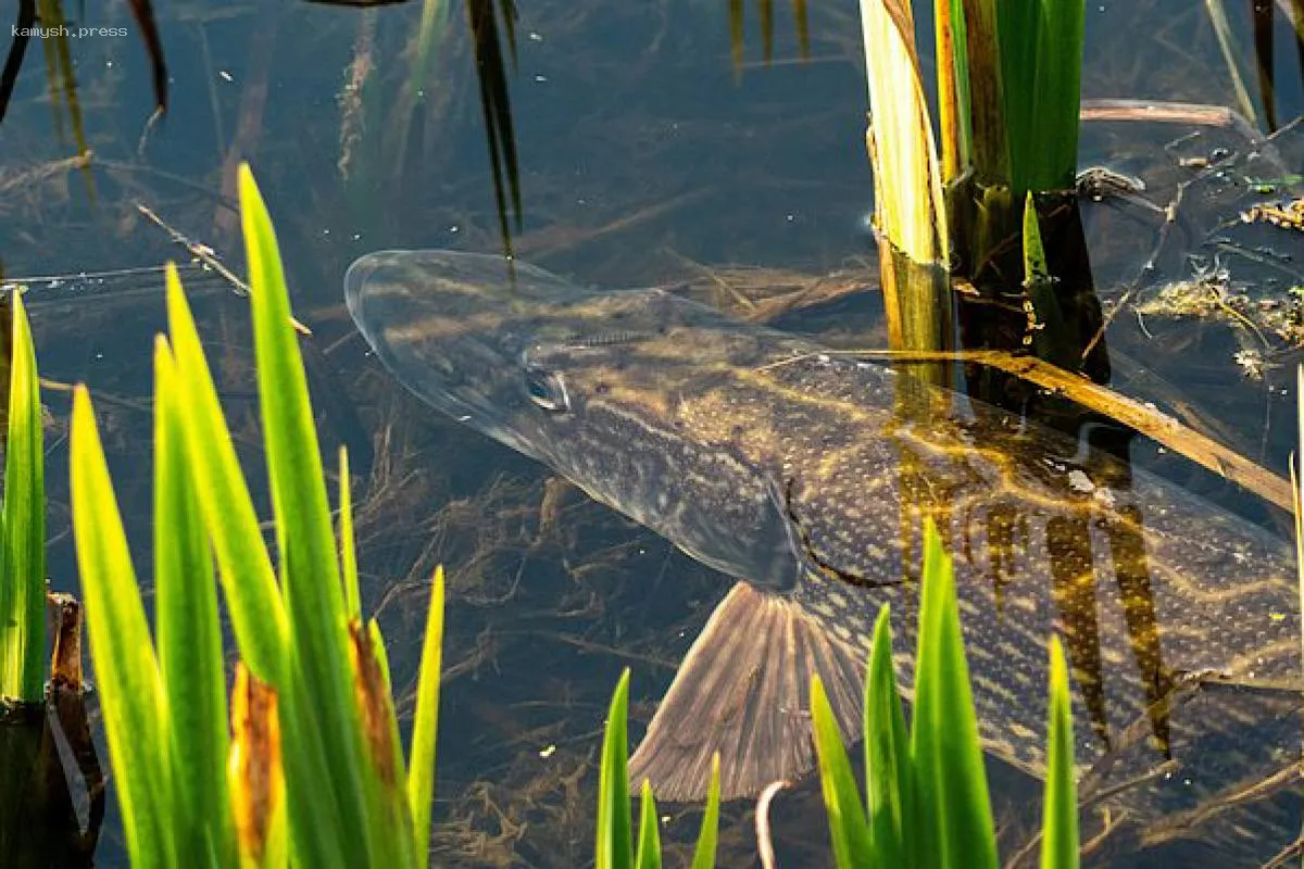Американский рыболов Арт Уэстон установил рекорд, поймав панцирника весом 70 килограммов