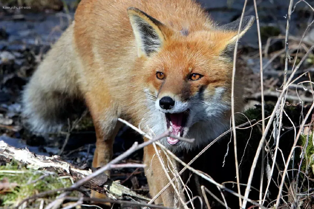 Жительница Волгоградской области умерла от бешенства после укуса зараженной лисы