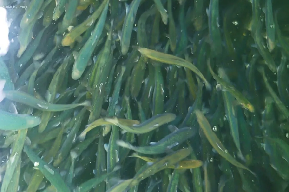 Мурманская область получила 555 тысяч мальков лосося из Норвегии