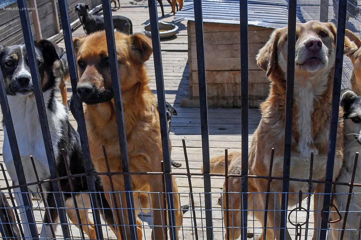 ОП не поддержала новый законопроект о бездомных животных