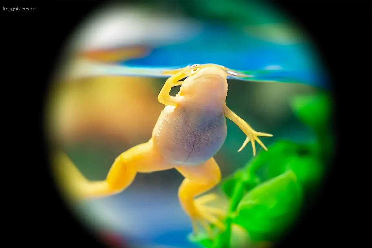 Российская исследовательница задержана в США за незаконную перевозку эмбрионов лягушки