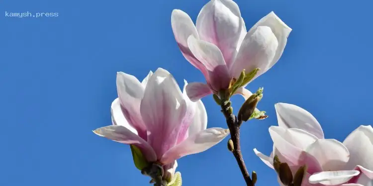 День ангела Ирины и других 5 мая: что нельзя делать сегодня