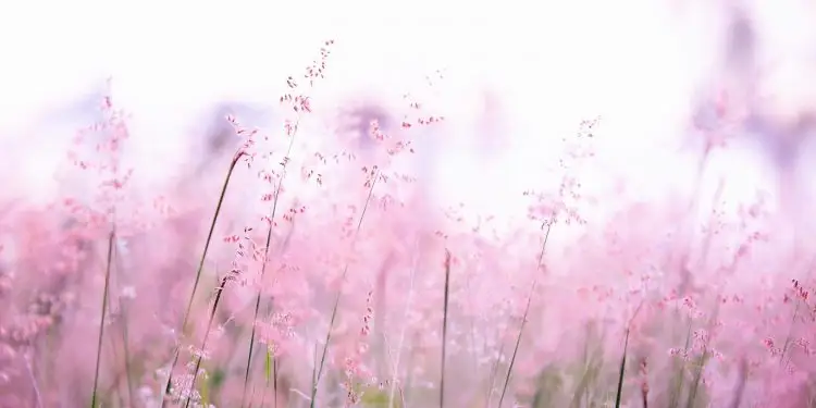 День ангела Ефросиньи и других 23 мая: почему сегодня не стоит мыть голову